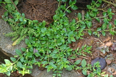 Mecardonia procumbens